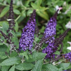 Buddleia x 'SMNBDBT' 