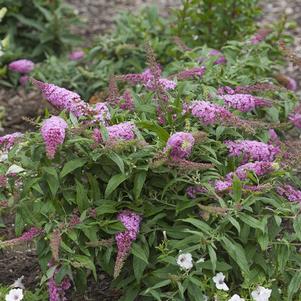 Buddleia x SMNBDPT' 
