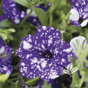 Petunia 'Kleph15313' 