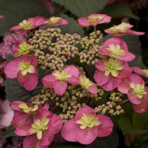 Hydrangea serrata 'SMNHSDD' 