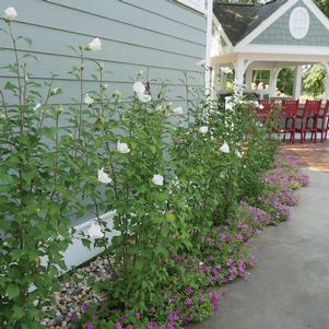 Hibiscus syriacus 'Gandini van Aart' 