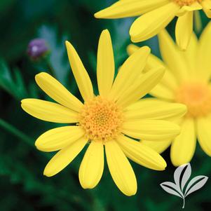 Euryops chrysanthemoides 'Sonnenschein' 