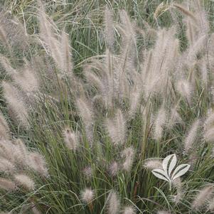 Pennisetum alopecuroides 'Cassian' 