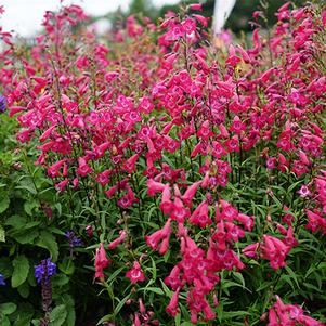 Penstemon 'Balmibepro' 