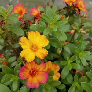 Portulaca oleracea 'Tequila Sunrise' 