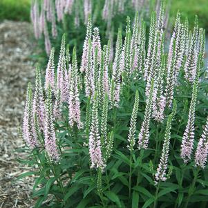 Veronica 'Novaverpin' 