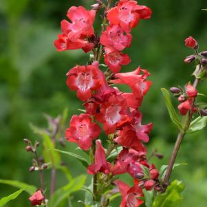 Penstemon 'Cherry Sparks' 