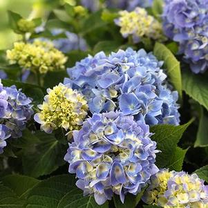 Hydrangea macrophylla 'Grenikre' 