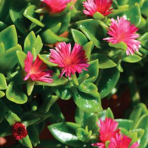 Aptenia cordifolia 'Hot Pink' 