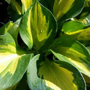 Hosta 'Beach Boy' 