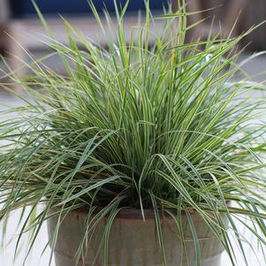 Calamagrostis x acutiflora 'Hello Spring' 