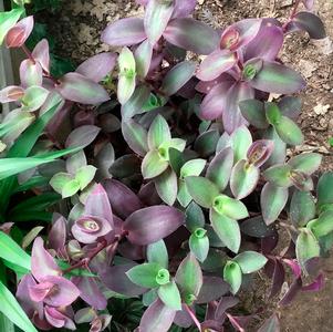 Tradescantia pallida 'Pale Puma' 