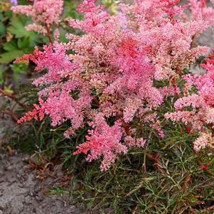 Astilbe 'Eden's Phoenix' 