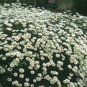 Anthemis tinctoria 'Sauce Hollandaise' 