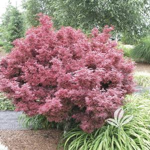 Acer palmatum 'Shaina' 