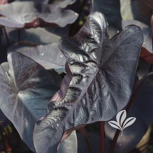 Colocasia 'Black Ripple' 