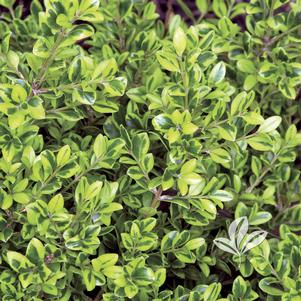Buxus microphylla 'PEERGOLD' 