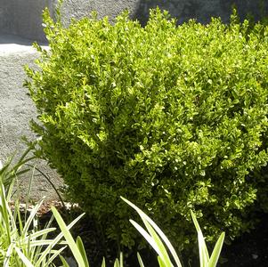 Buxus microphylla 'PEERGOLD' 