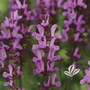 Salvia nemorosa 'Rose Marvel' 