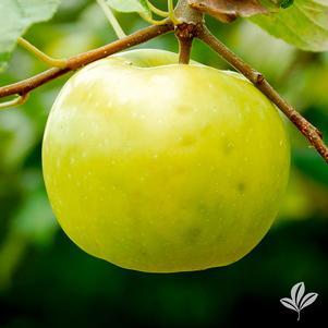 Malus domestica 'Lodi' 