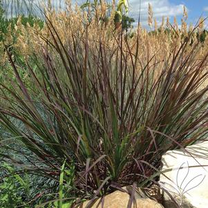 Andropogon gerardii 'Blackhawks' 