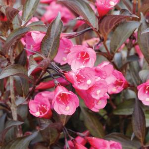 Weigela florida 'PlmRch' 