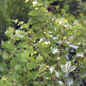 Cercis canadensis var 'Mexicana' 