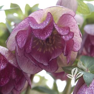 Helleborus 'Pepperment Ice' 