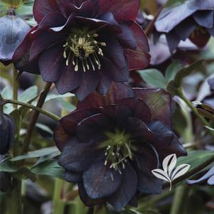 Helleborus 'Double Slate' 