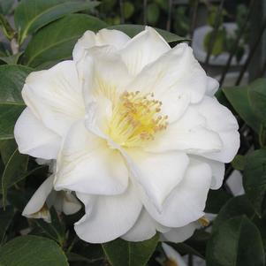 Camellia sasanqua 'Autumn Rocket' 