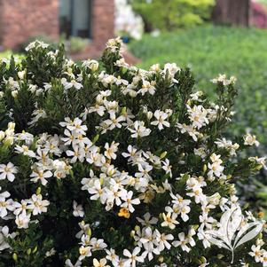 Gardenia augusta 'RLH-GA1' 