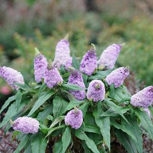 Buddleia x 'SMNBDL' 