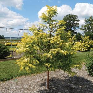 Metasequoia glyptostroboides 'WAH-08AG' 