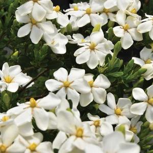 Gardenia jasminoides 'WAH-LM' 