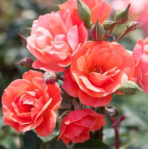 Rosa 'Radral' 