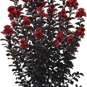 Lagerstroemia x 'JM2' 