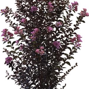 Lagerstroemia x 'JM3' 