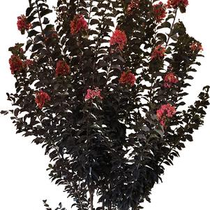 Lagerstroemia x 'JM5' 