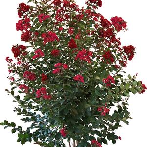 Lagerstroemia x 'JM1' 