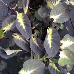 Colocasia esculenta 'Tropical Storm' 