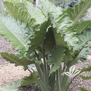 Alocasia x portora 'Portodora' 