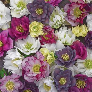Helleborus 'Mix' 