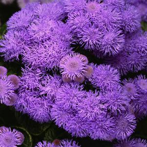 Ageratum 'Wesagbubl' 