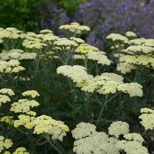 Achillea 'Novaachdus' 