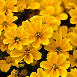 Bidens ferulifolia 'Golden Empire' 