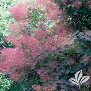 Cotinus coggygria 'Royal Purple' 