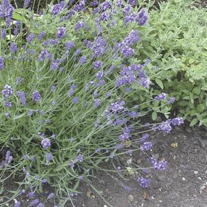 Lavandula augustfolia 'Syngablusc' 