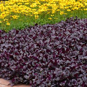 Alternanthera brasiliana 'Purple Prince' 