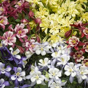 Aquilegia caerulea 'Kirigami' 