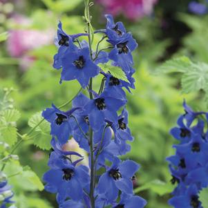 Delphinium elatum 'Dark Blue Black Bee' 